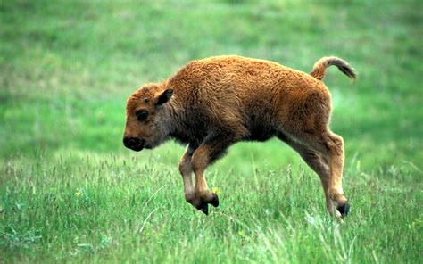 Feisty Baby Bison Grows Soft for The Rescuer She Treats as a Mom. Bison were almost driven to extinction in the late 1800s. North America’s largest mammal went from a population of 30 to 60 million bison to a saddening number of 1,000. They were gravely endangered due to habitat loss and hunting. It was reported that bison were robbed of ...